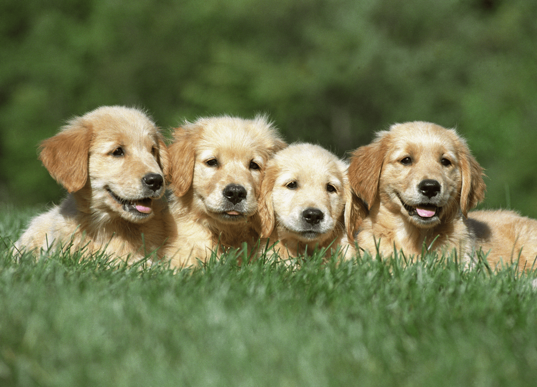 Four golden retriever puppies, a bundle of joy, sitting in grass.