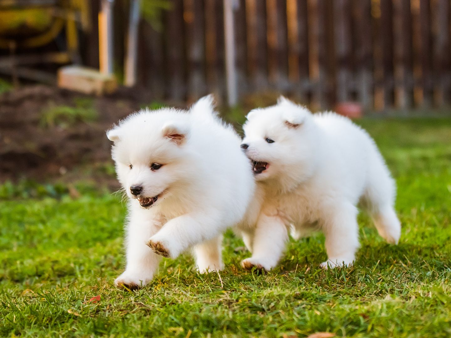 Two white fluffy puppies, radiating unconditional love, playing in a grassy yard.