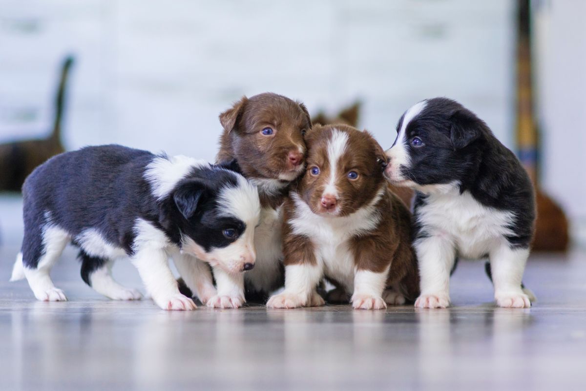 Four border collie puppies brimming with charm and varying coat colors posing together on a smooth floor.